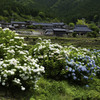 猪篠（いざさ）の棚田と紫陽花