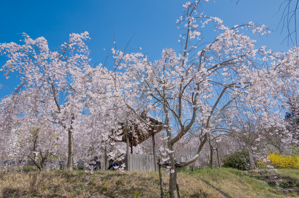 厄神さんの桜