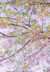 都内の桜