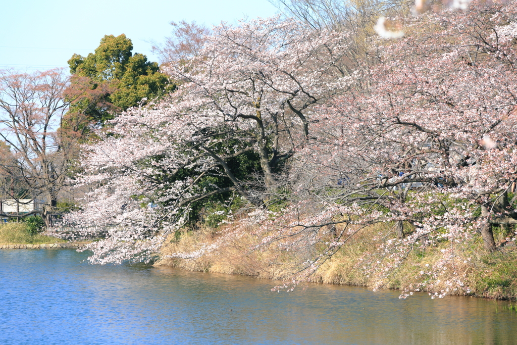 花見