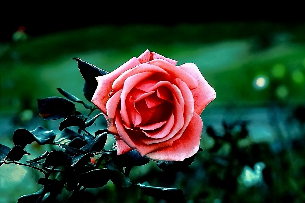 薔薇　