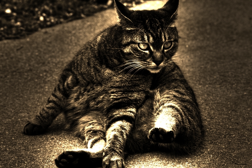 猫