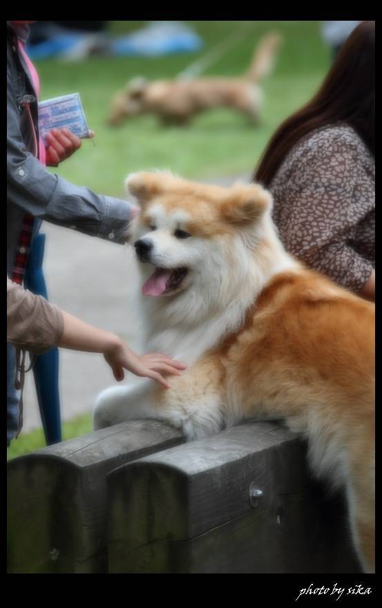 秋田犬