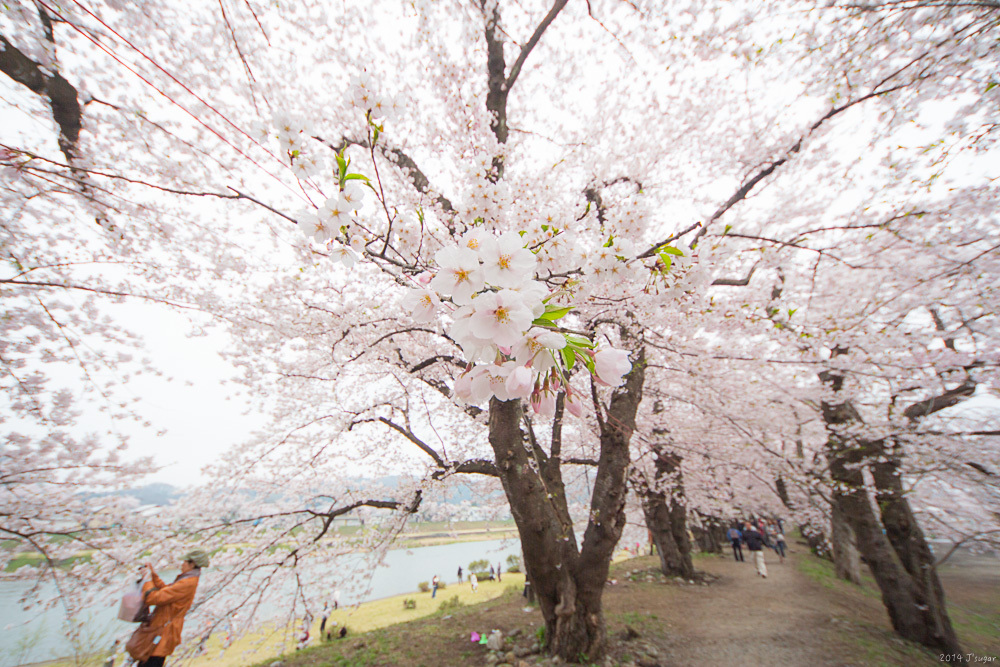 日の丸桜