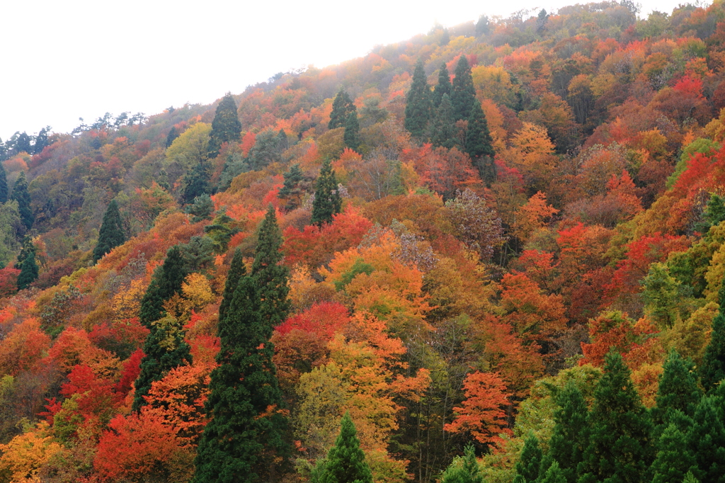 11月紅葉