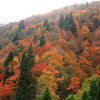 11月紅葉