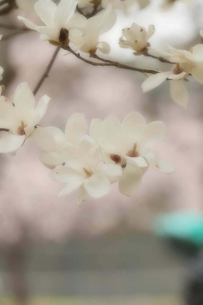 春よ来い