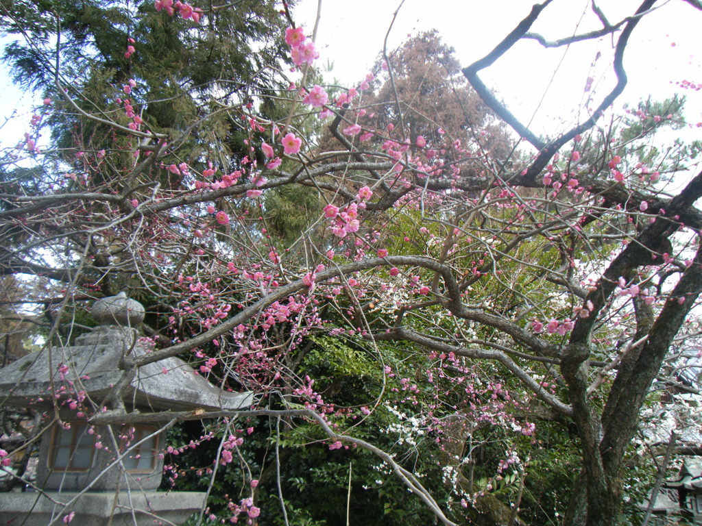 DSCF4237