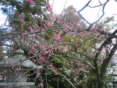 DSCF4237