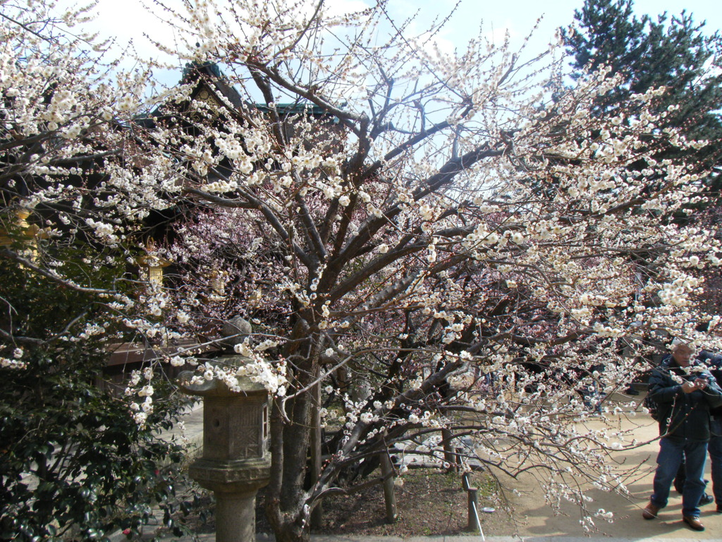 DSCF4240