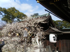 DSCF4239