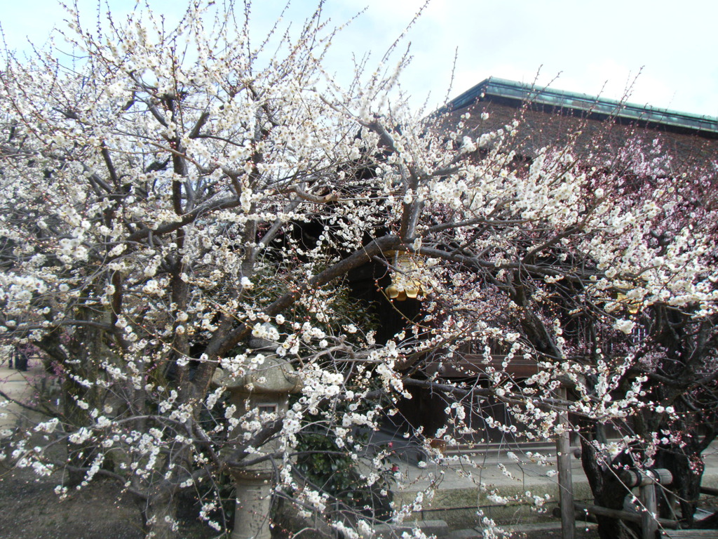 DSCF4241