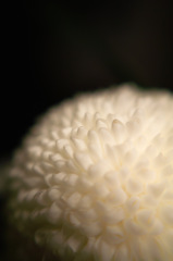 遙かなる花輪