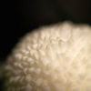 遙かなる花輪