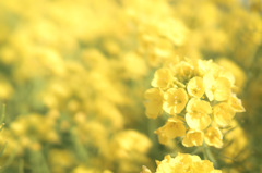 いつだってYellow