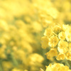 いつだってYellow