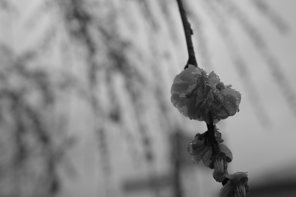 梅に雨