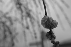 梅に雨