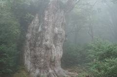 Jomon