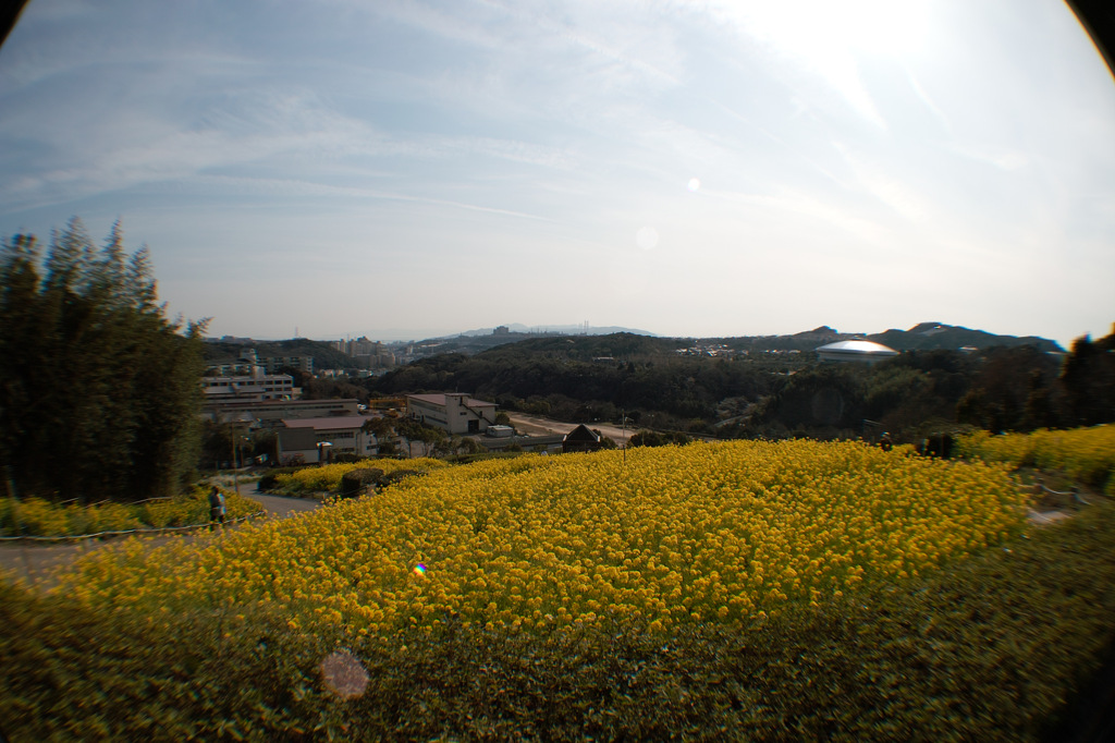 コスモスの丘