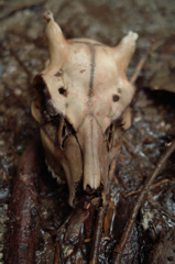 屍
