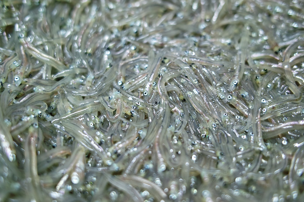 春告魚