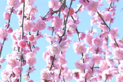 春本番～枝垂れの表情～
