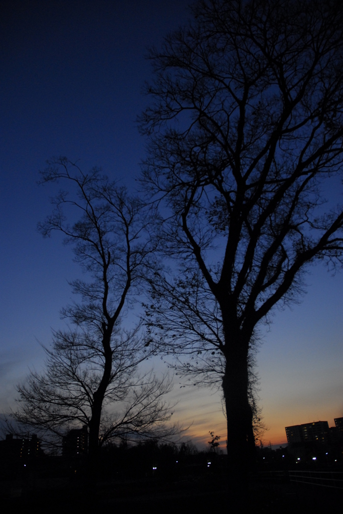 冬の夕景のシルエット