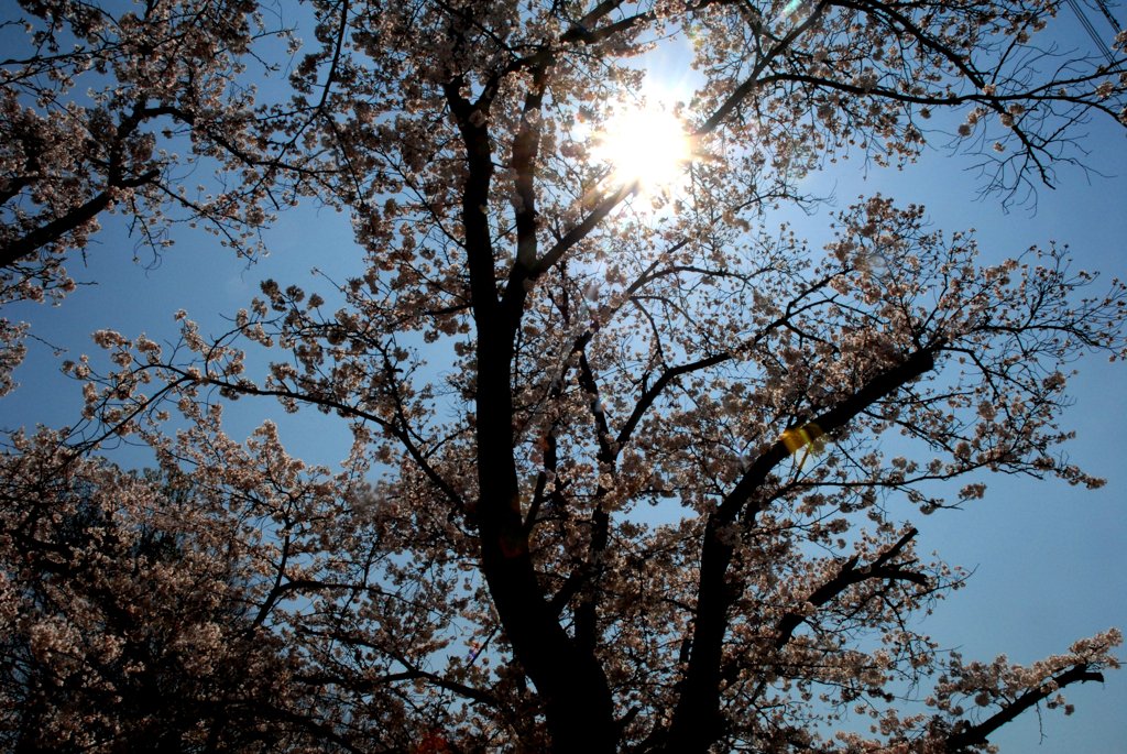 2009SAKURA