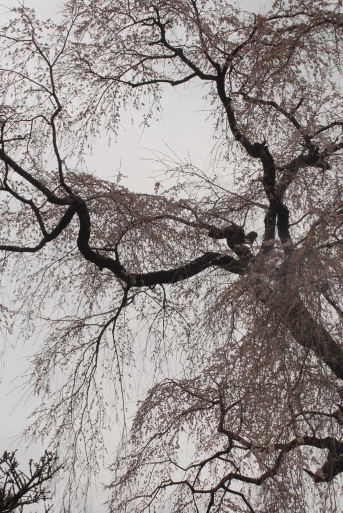 2009 sakura