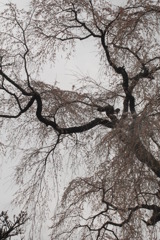2009 sakura