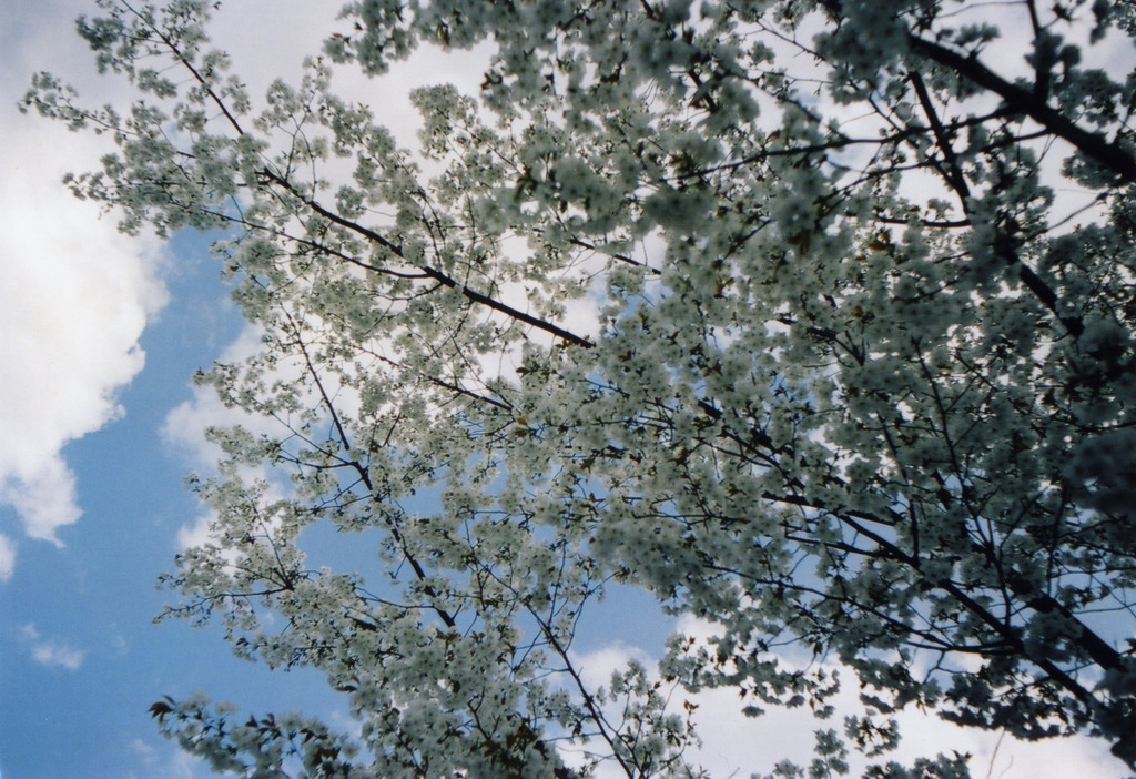2009 SAKURA