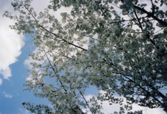 2009 SAKURA