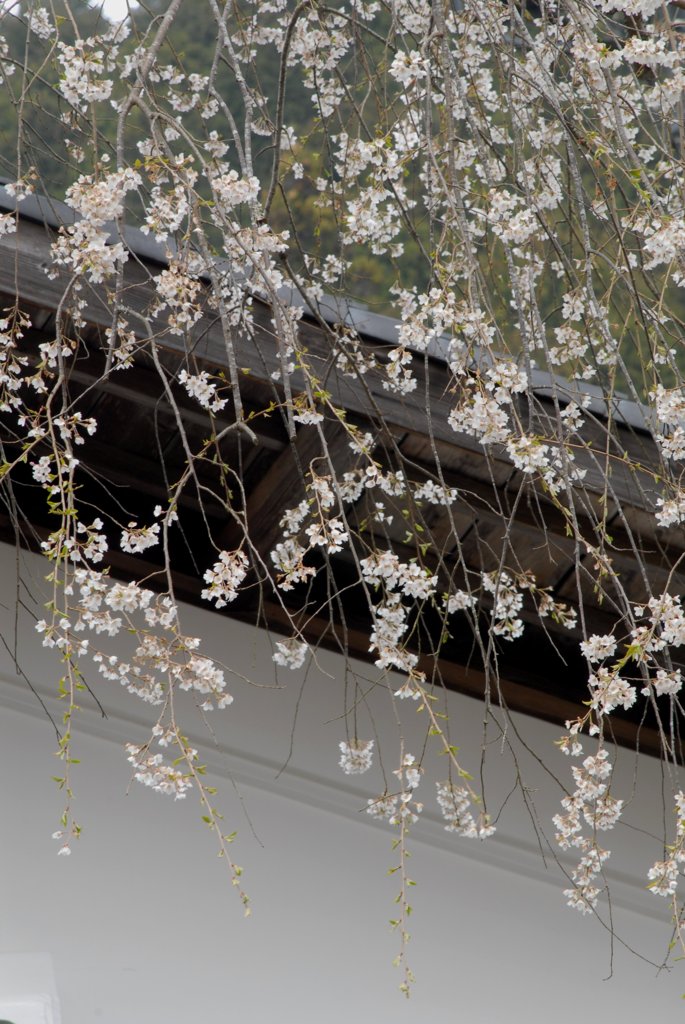 桜の郷