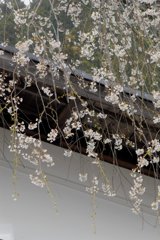 桜の郷