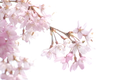 春爛漫