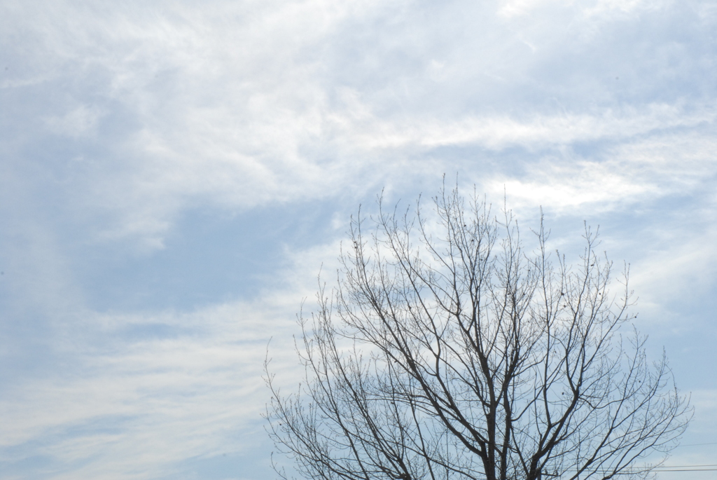 2009 sakura