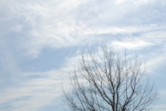 2009 sakura