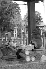 猫返しの神社にて