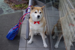 おめかし柴犬