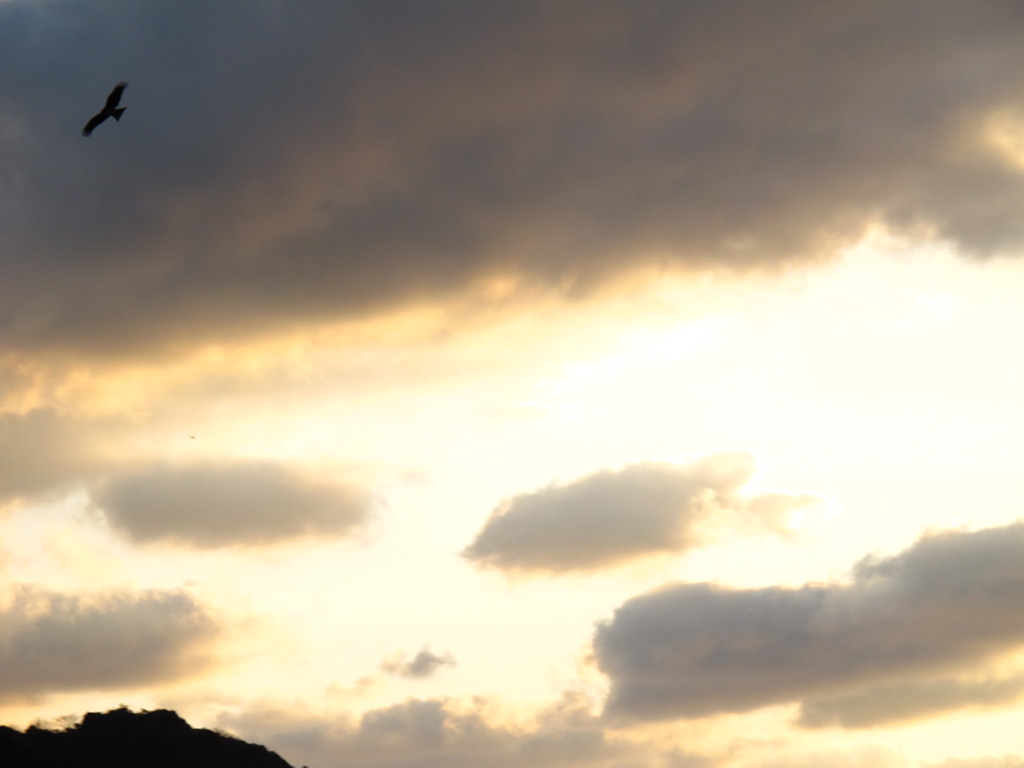 ・・・とんび？