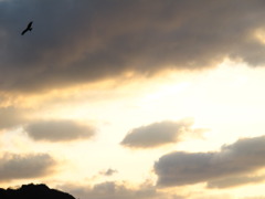 ・・・とんび？