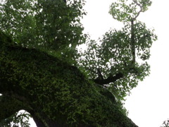 樹