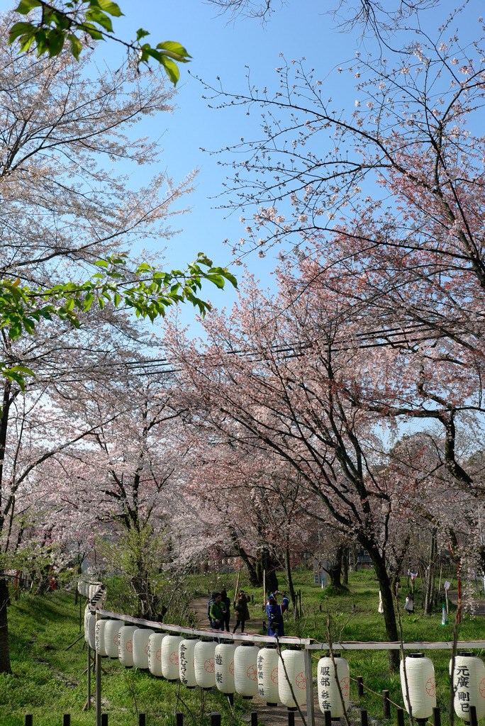 平野神社 樱花