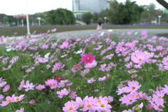花博