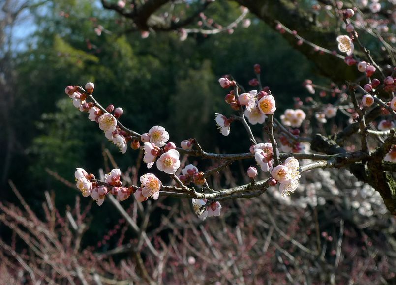 後楽園の梅②