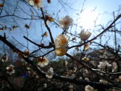 後楽園の梅①
