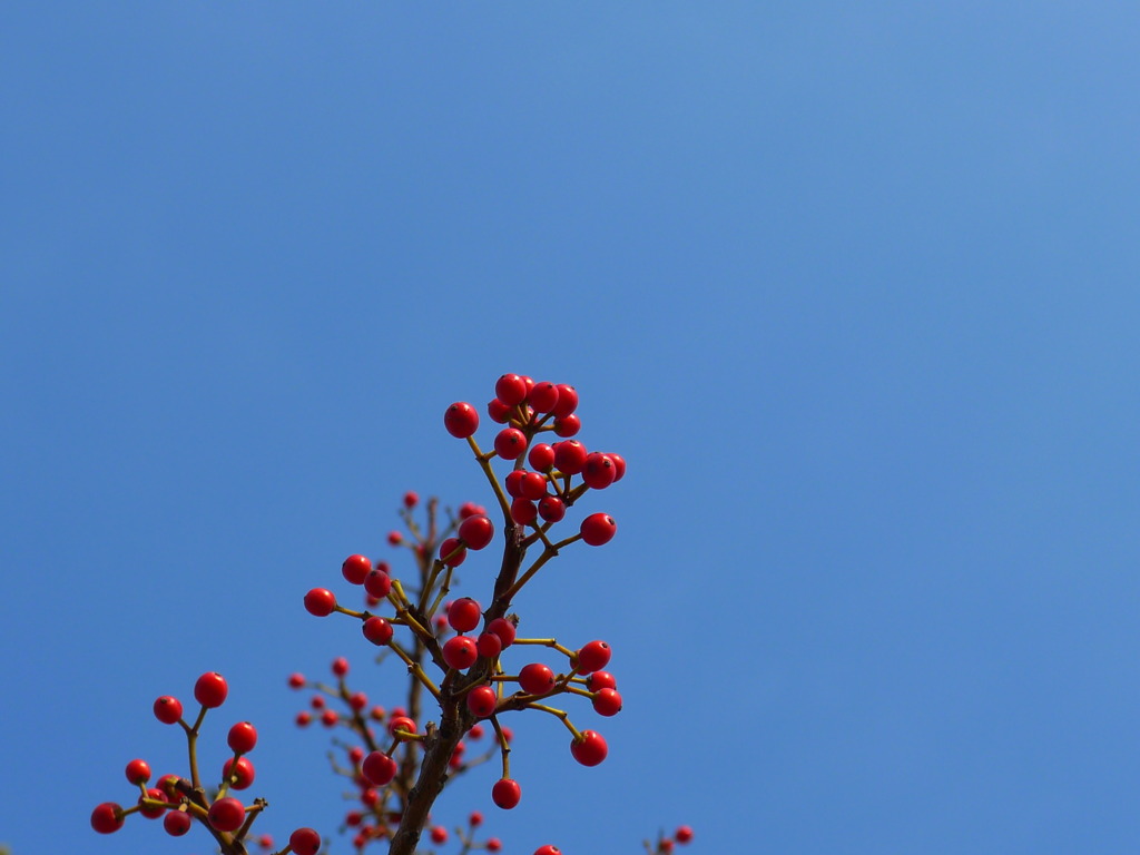 木の実と空