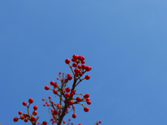 木の実と空