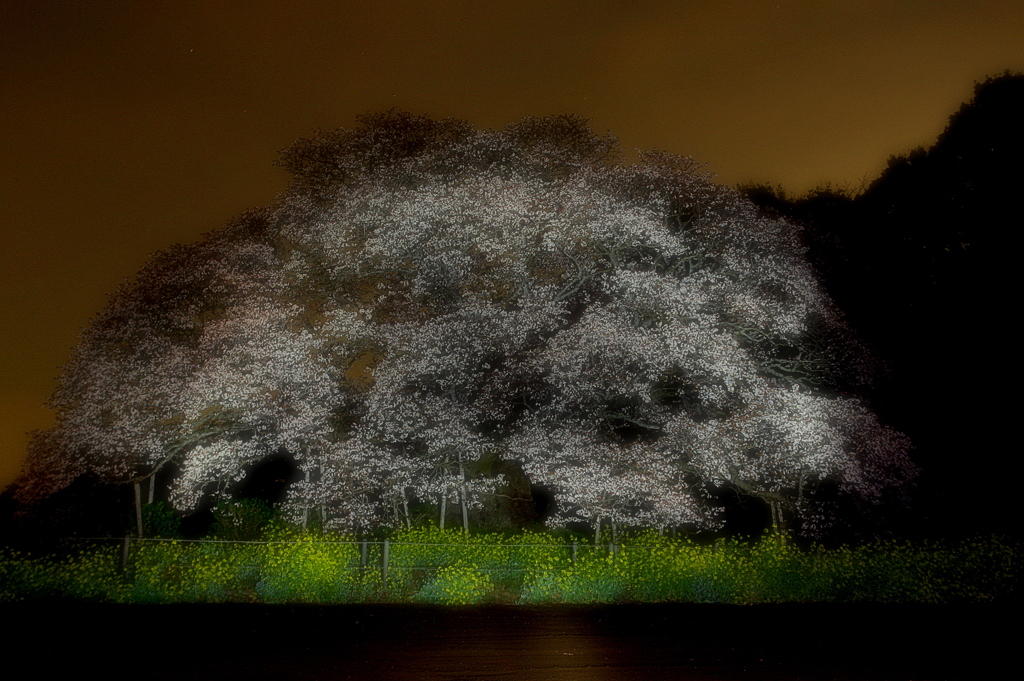 闇夜の大桜